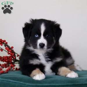 Harvey, Miniature Australian Shepherd Puppy